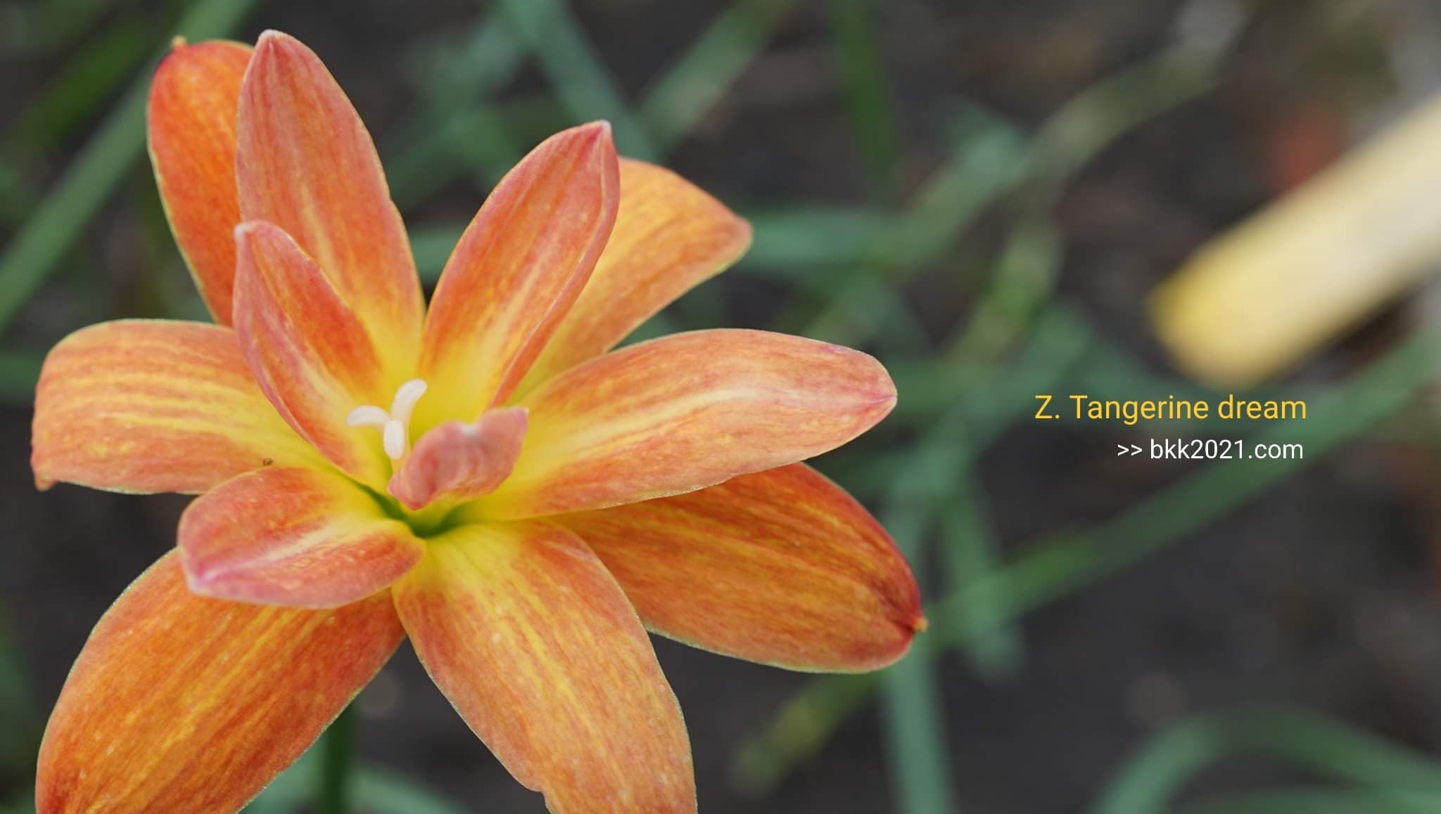 Z. Tangerine dream Rain lily Bulbs Zephyranthes ; 2 flower size 